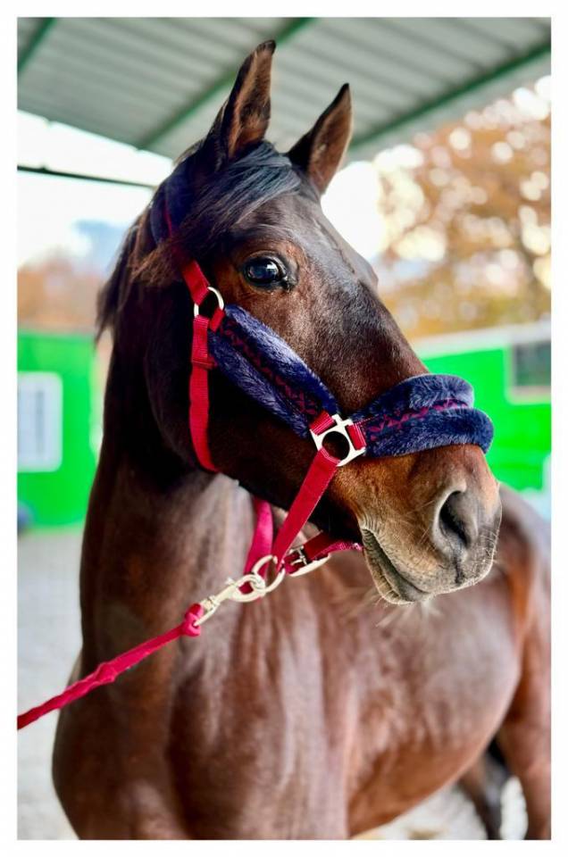 Se vende Caballo CDE de salto