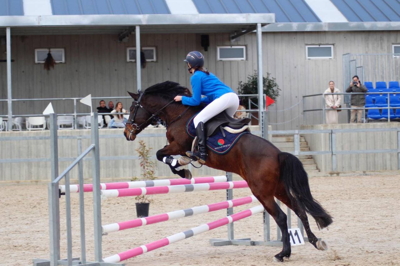 Se vende Caballo CDE de salto