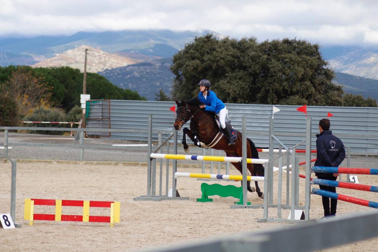 Se vende Caballo CDE de salto