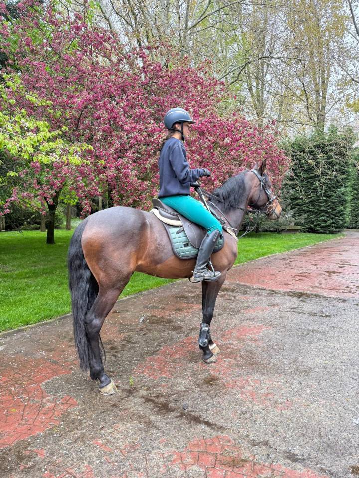 Se vende Caballo CDE de salto