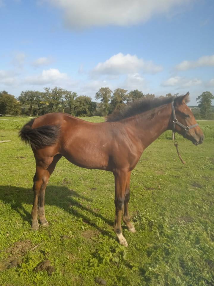 Potranca Silla Francés En venta 2025 Bayo por Kasall Des Forêts