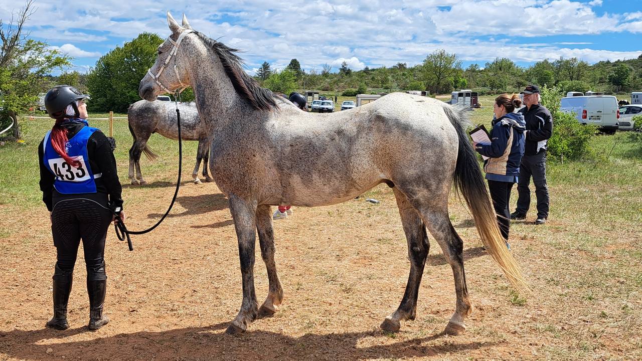 Caballo castrado Anglo-Arabe En venta 2014 Tordo