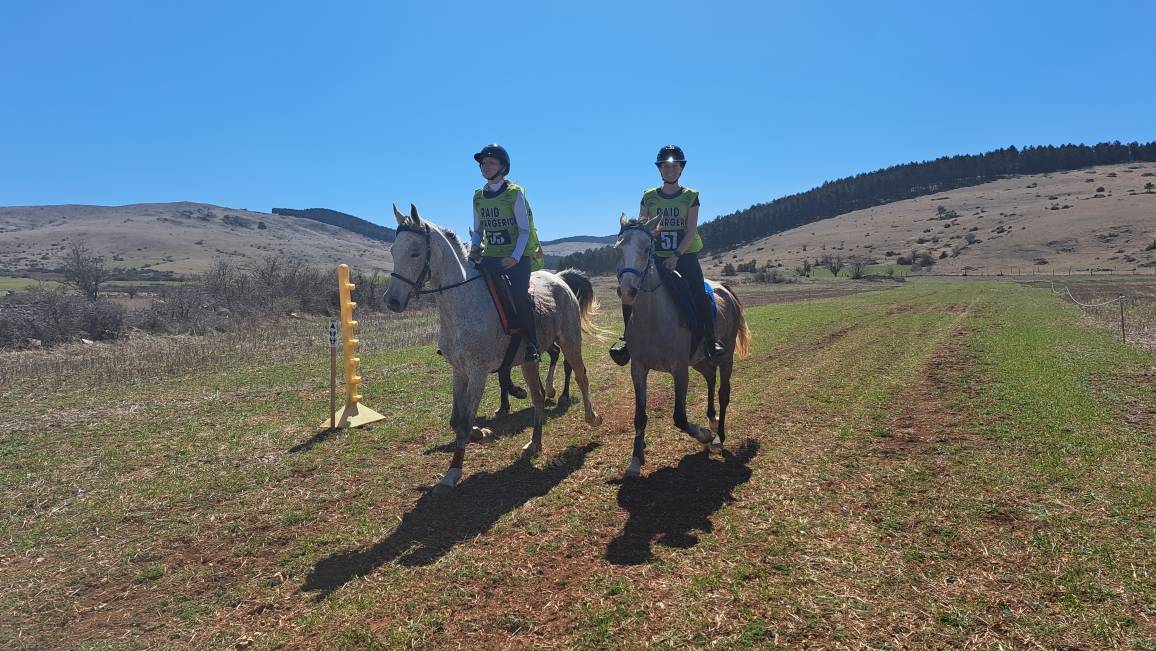 Caballo castrado Anglo-Arabe En venta 2014 Tordo