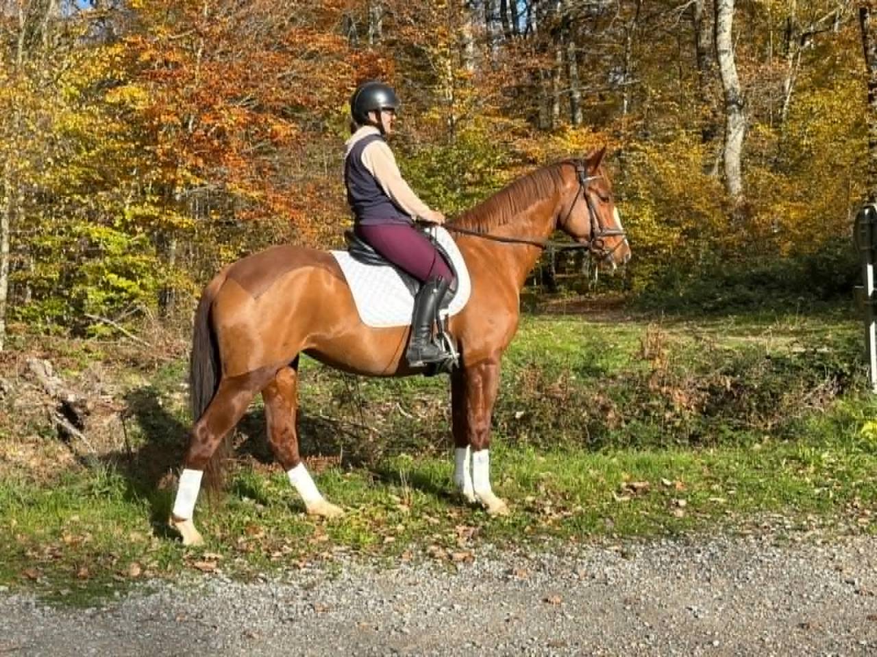 Yegua Silla Francés En venta 2018 Alazán