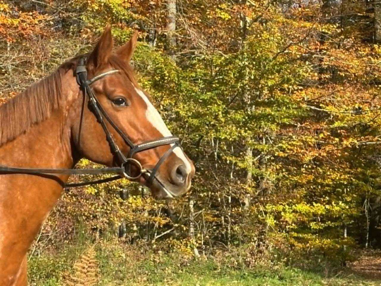Yegua Silla Francés En venta 2018 Alazán