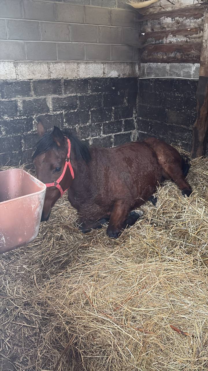 Yegua Pura Sangre Inglés En venta 2020 Bayo