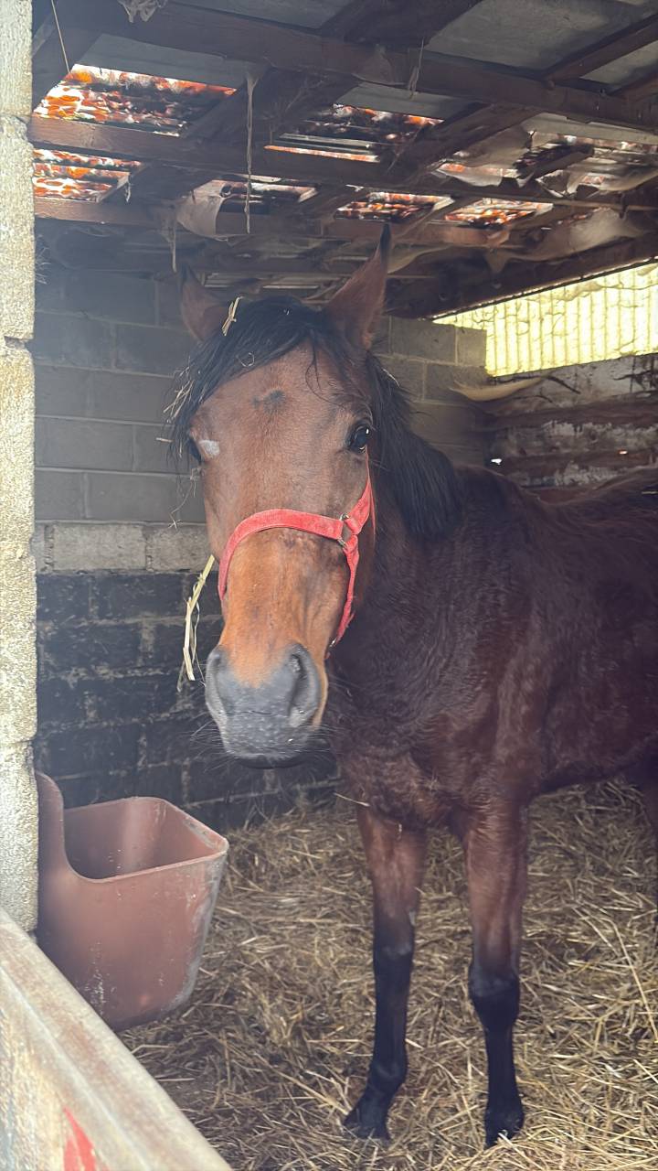 Yegua Pura Sangre Inglés En venta 2020 Bayo