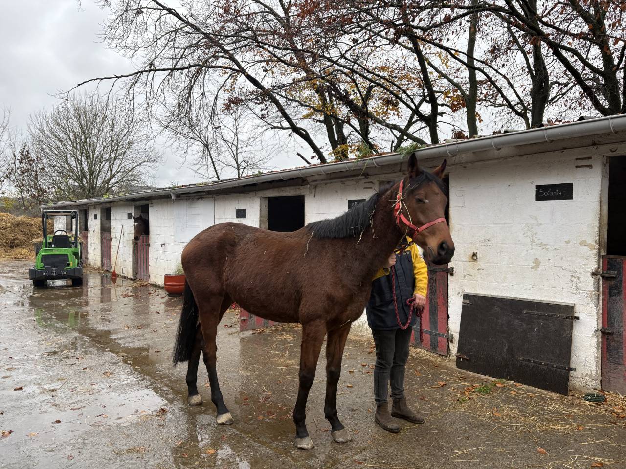 Yegua Pura Sangre Inglés En venta 2020 Bayo