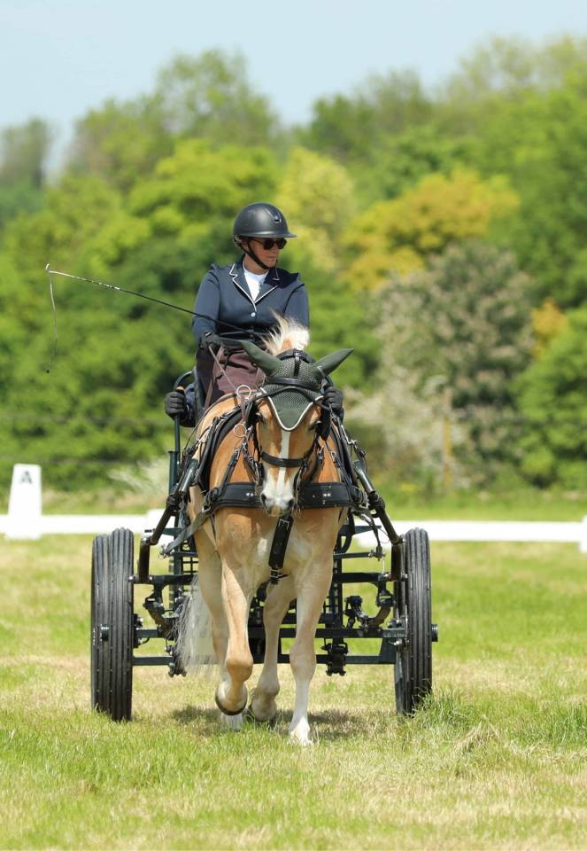 Caballo castrado Haflinger En venta 2016 Alazán