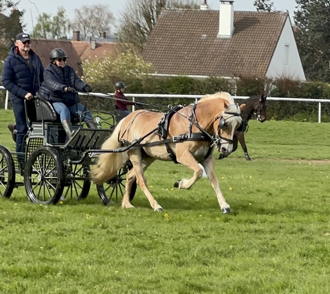 Caballo castrado Haflinger En venta 2016 Alazán