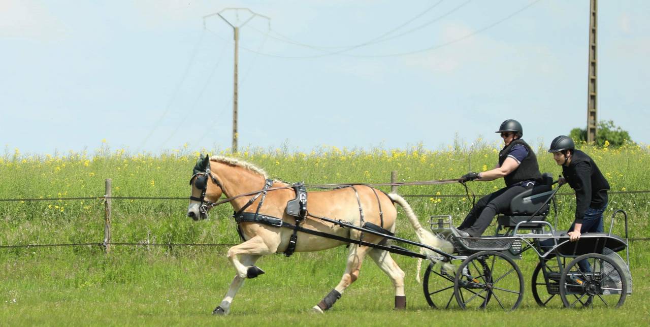 Caballo castrado Haflinger En venta 2016 Alazán
