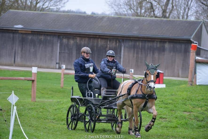 Caballo castrado Haflinger En venta 2016 Alazán