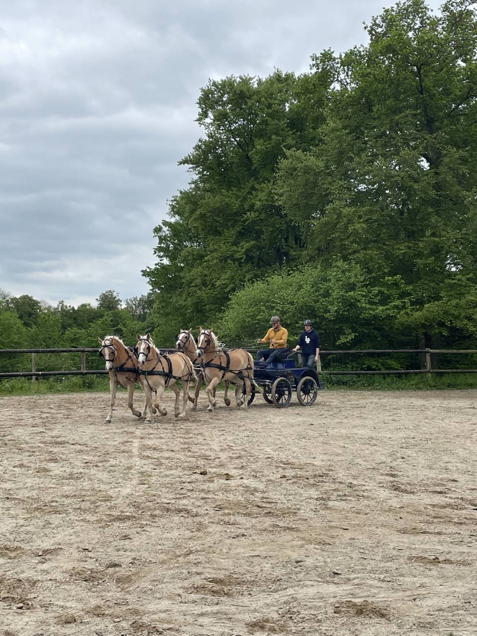 Caballo castrado Haflinger En venta 2016 Alazán