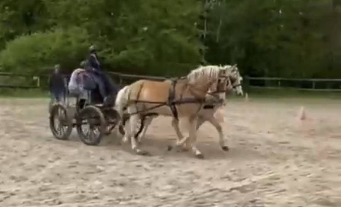 Caballo castrado Haflinger En venta 2016 Alazán