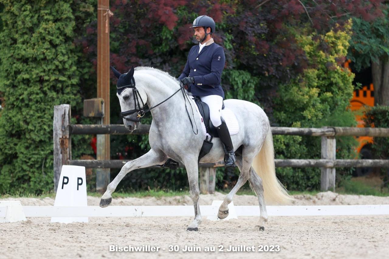 Caballo entero PRE Pura Raza Española En venta 2011 Blanco