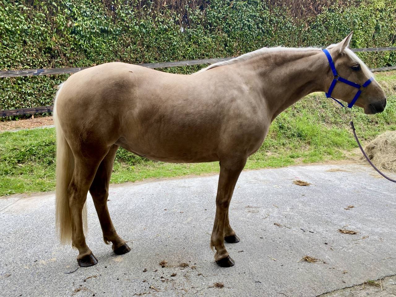 Yegua PRE Pura Raza Espa&ntilde;ola En venta 2021 Palomino