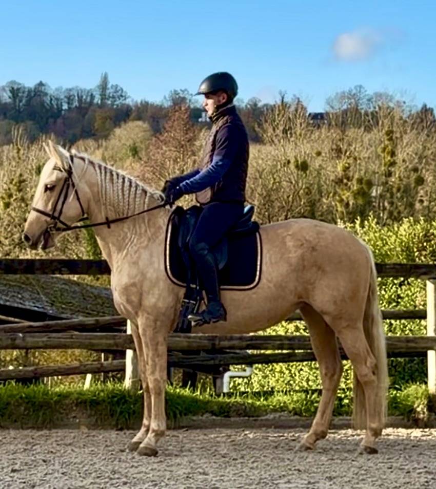 Yegua PRE Pura Raza Espa&ntilde;ola En venta 2021 Palomino