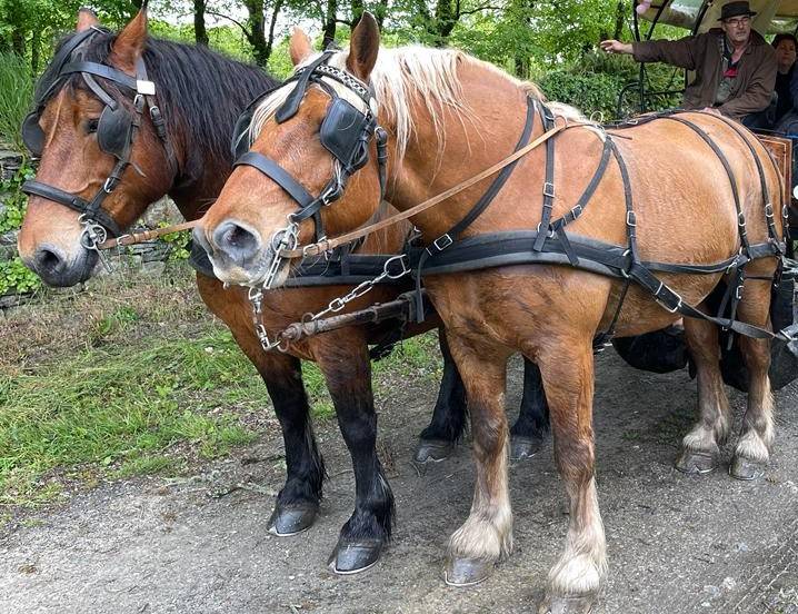 Yegua Tiro Comtois En venta 2012 Bayo