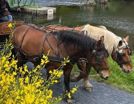 Yegua Tiro Comtois En venta 2012 Bayo