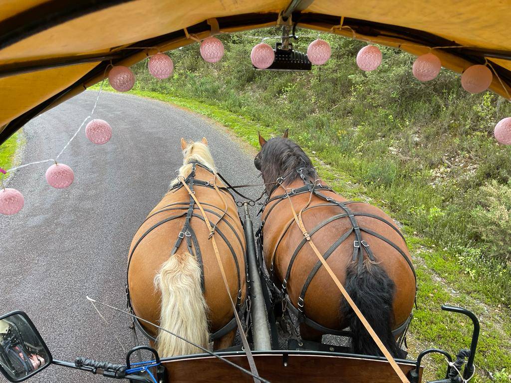 Yegua Tiro Comtois En venta 2012 Bayo