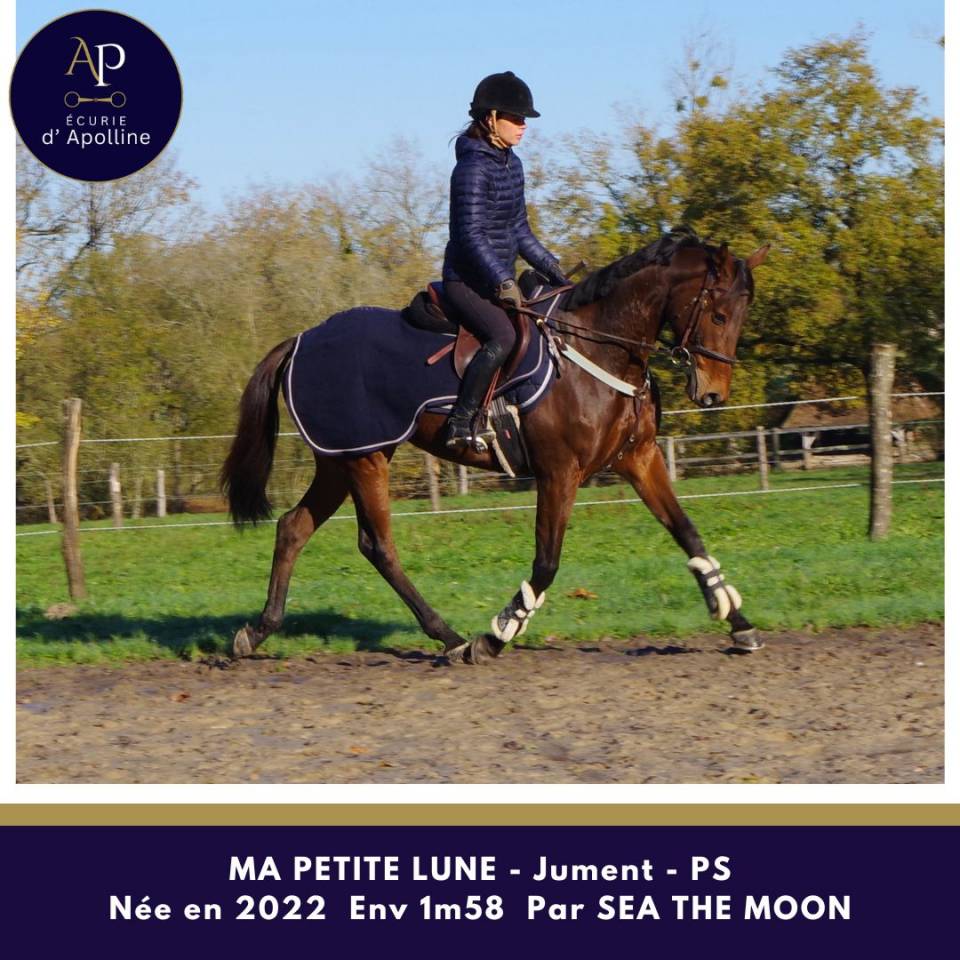 Yegua Pura Sangre En venta 2022 Bayo por Sea the moon