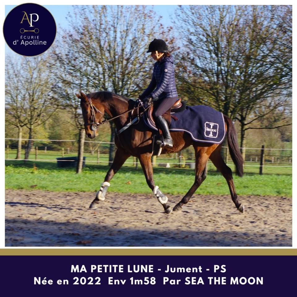 Yegua Pura Sangre En venta 2022 Bayo por Sea the moon