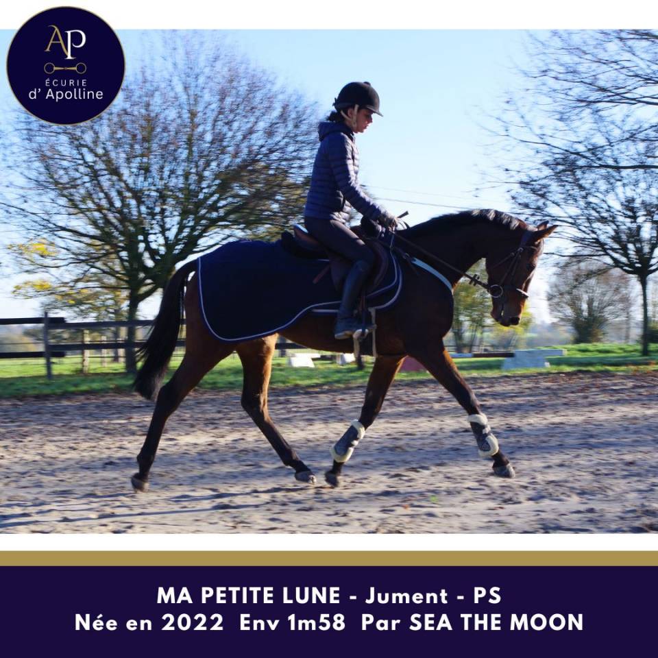 Yegua Pura Sangre En venta 2022 Bayo por Sea the moon