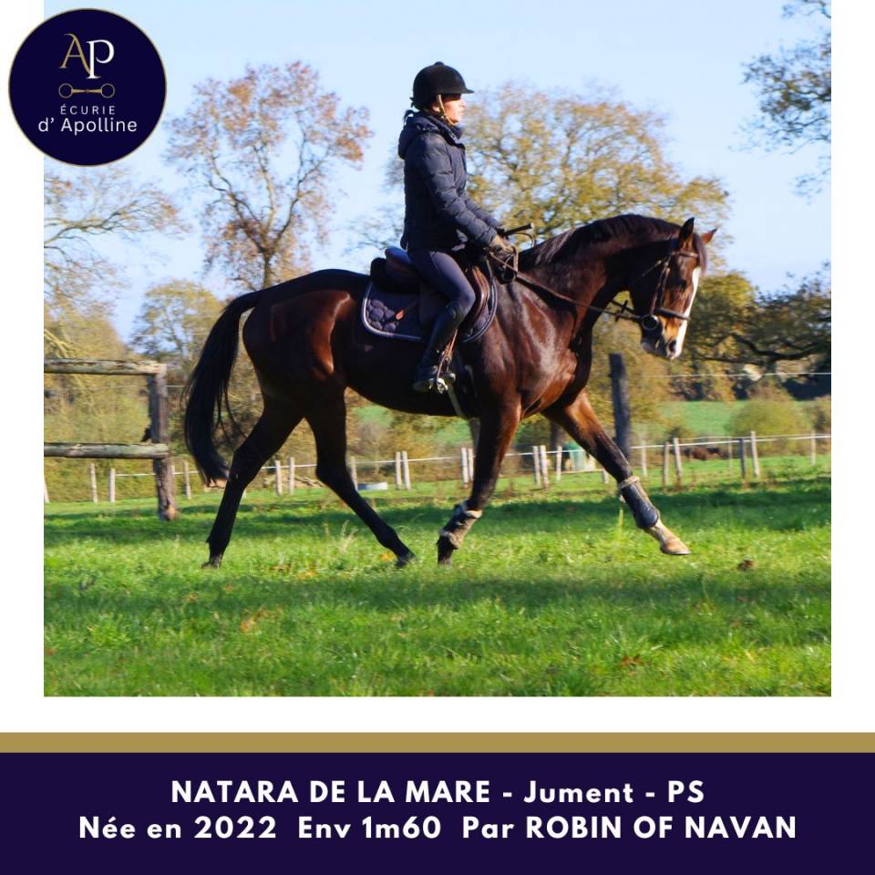 Yegua Pura Sangre En venta 2022 Bayo