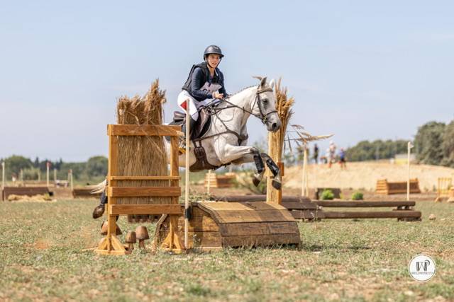 Yegua Connemara En venta 2017 Tordo