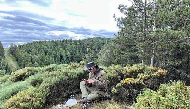 Yegua Connemara En venta 2017 Tordo