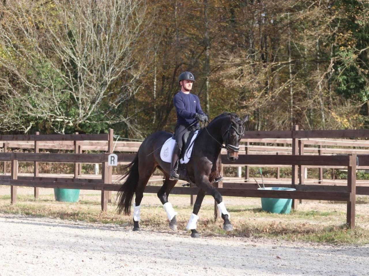 Yegua Oldenburgués En venta 2020 Bayo moreno por BERNAY