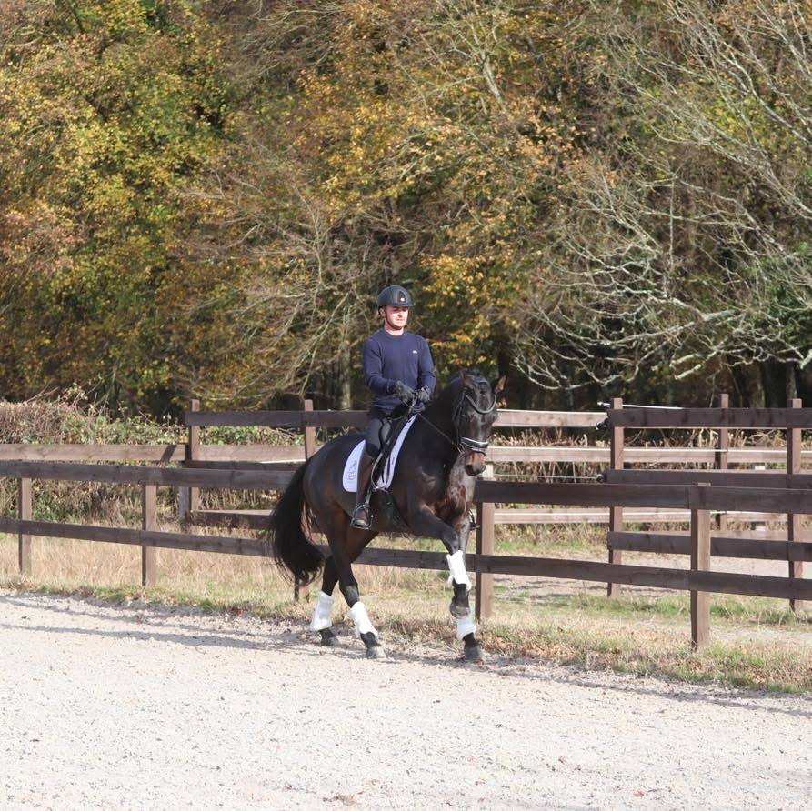 Yegua Oldenburgués En venta 2020 Bayo moreno por BERNAY