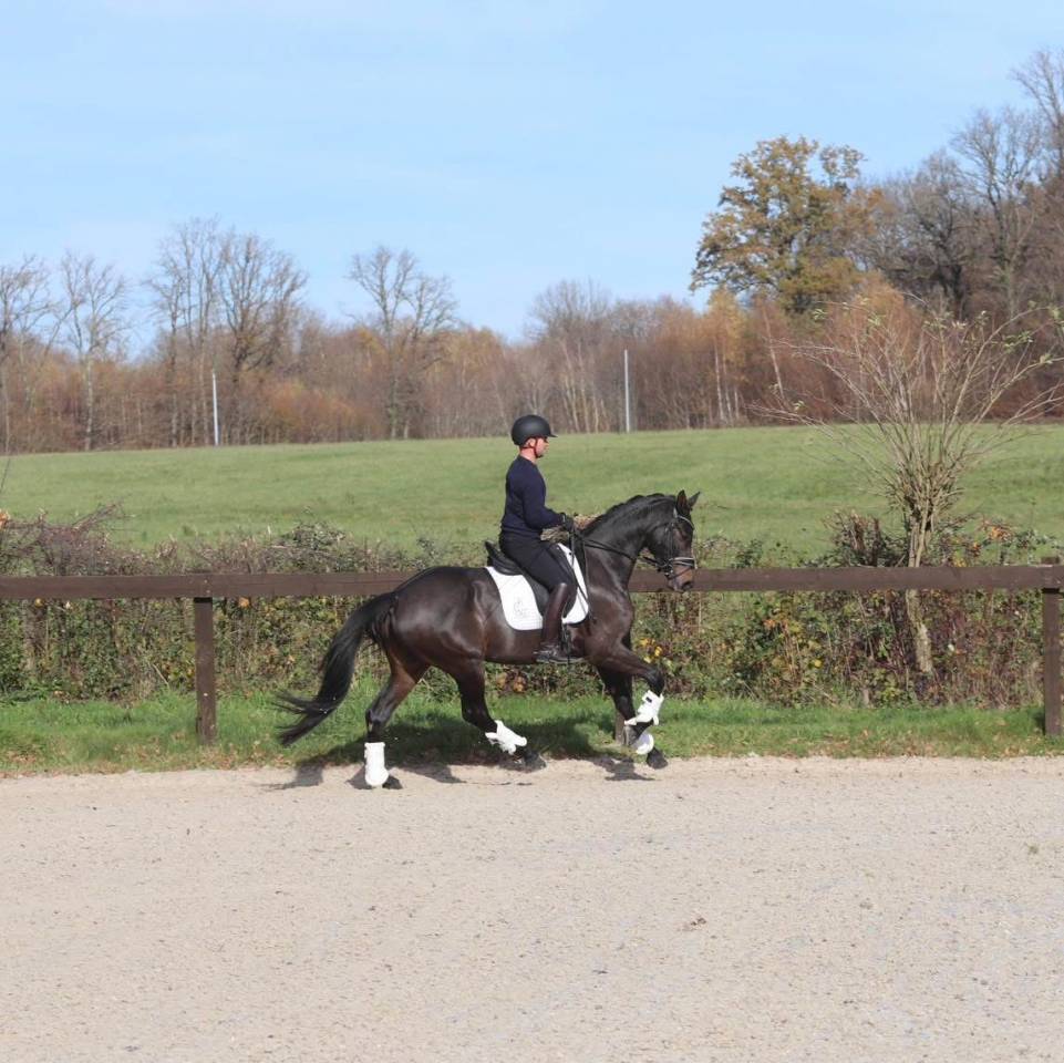 Yegua Oldenburgués En venta 2020 Bayo moreno por BERNAY