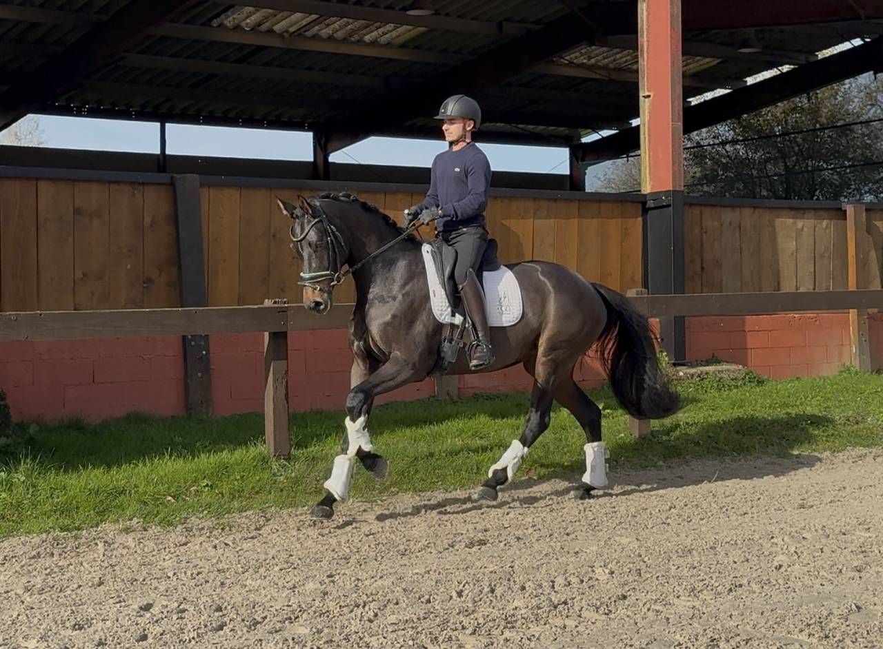 Yegua Oldenburgués En venta 2020 Bayo moreno por BERNAY