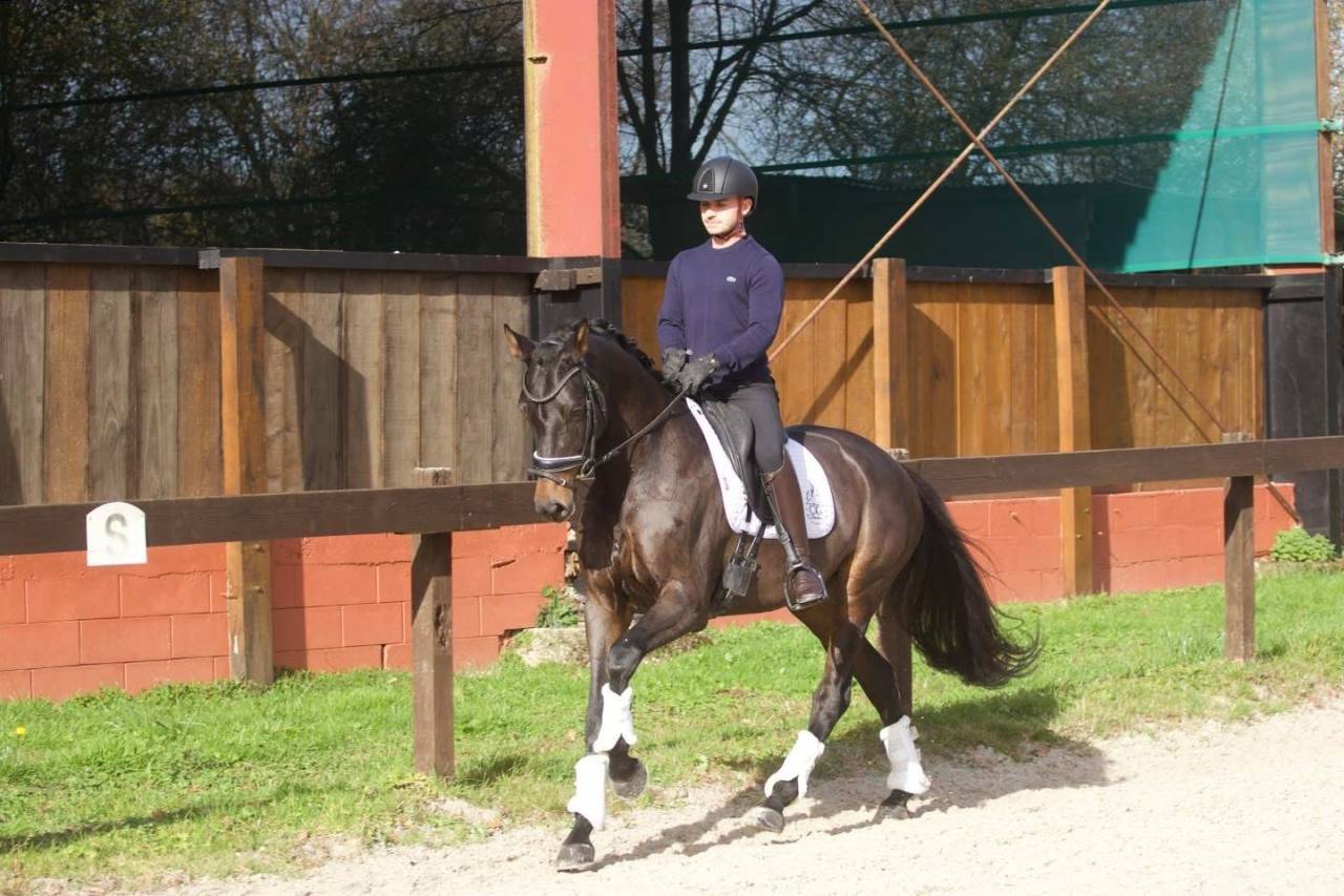 Yegua Oldenburgués En venta 2020 Bayo moreno por BERNAY