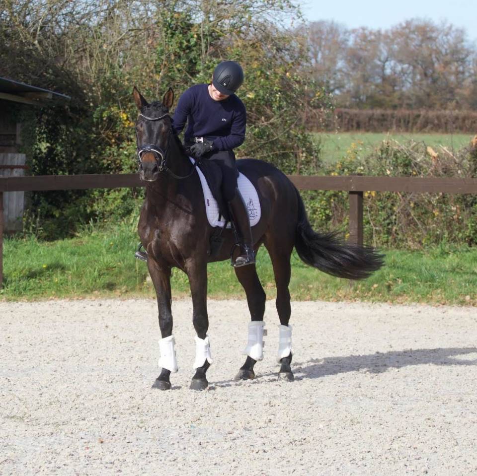 Yegua Oldenburgués En venta 2020 Bayo moreno por BERNAY