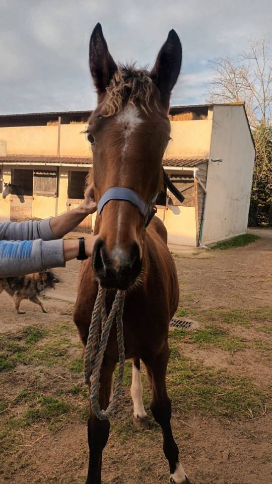 Potro Silla Francés En venta 2025 Bayo por Heracles d'elle