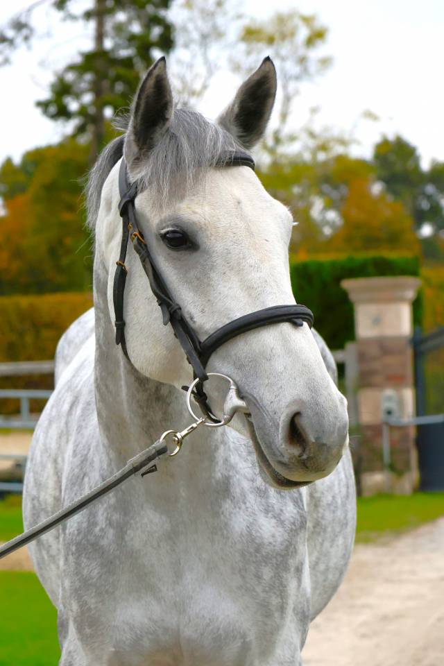 Yegua Zangersheide En venta 2019 Tordo por Continuum