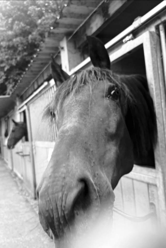 Caballo castrado PRE Pura Raza Espa&ntilde;ola En venta 2014 Bayo moreno