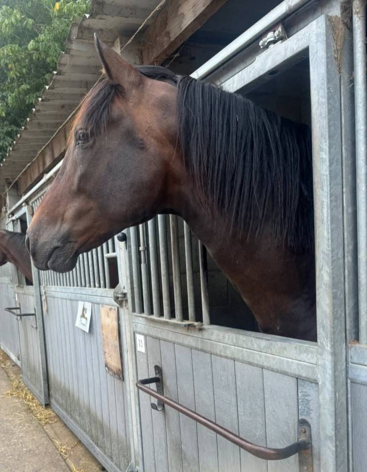 Caballo castrado PRE Pura Raza Espa&ntilde;ola En venta 2014 Bayo moreno