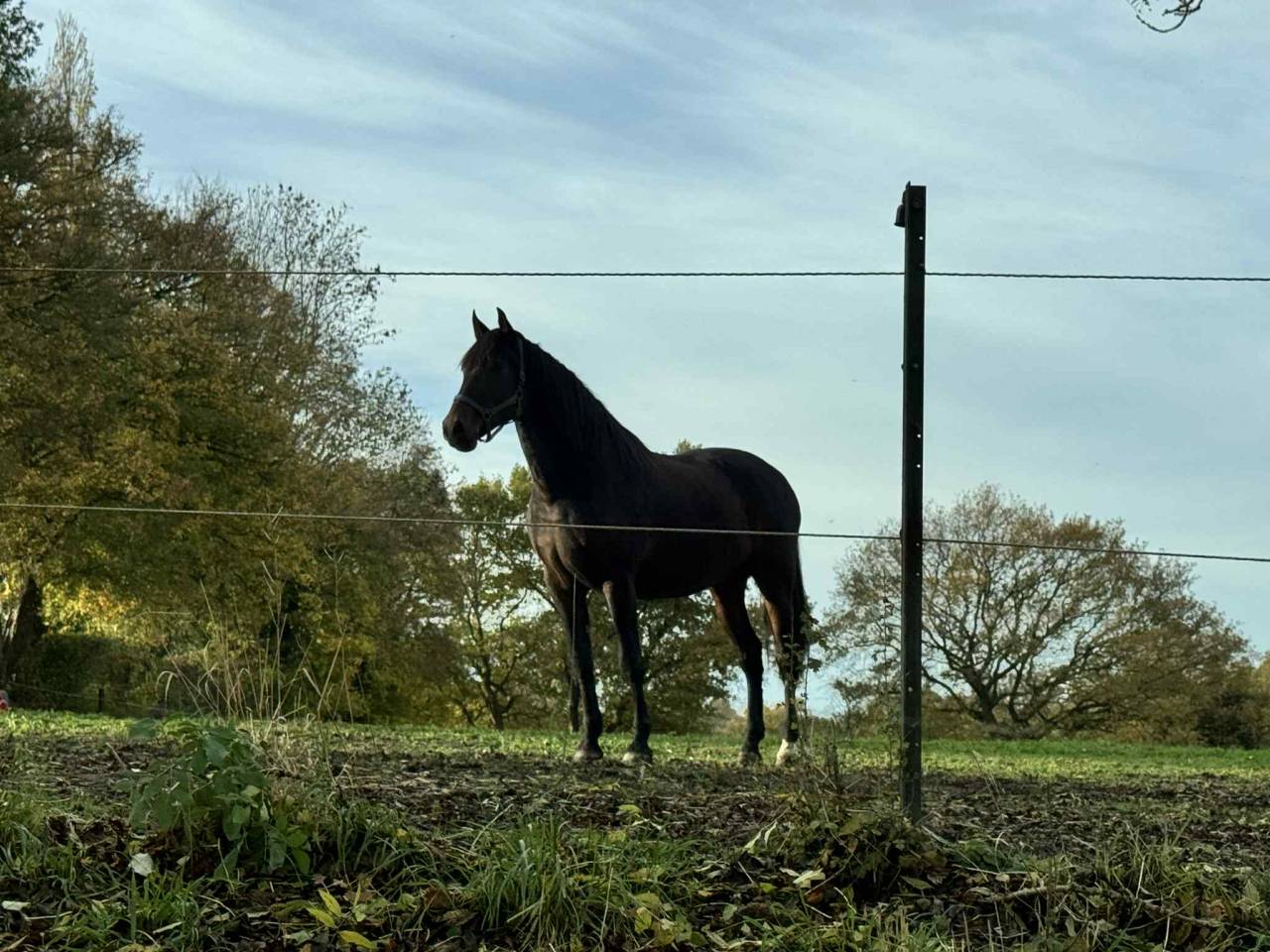 Caballo castrado PRE Pura Raza Espa&ntilde;ola En venta 2014 Bayo moreno