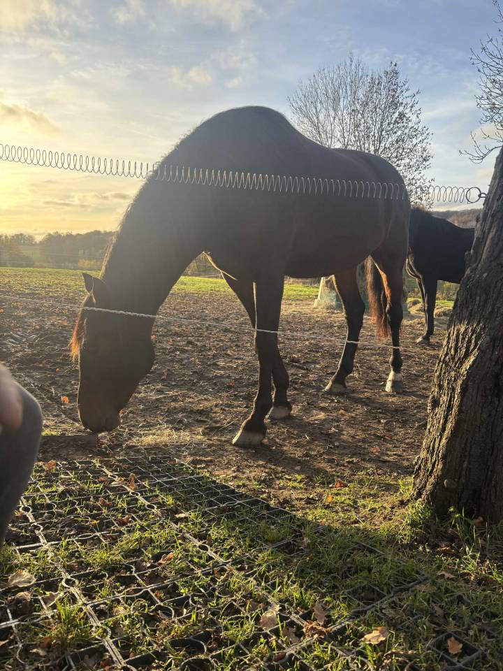 Caballo castrado PRE Pura Raza Espa&ntilde;ola En venta 2014 Bayo moreno