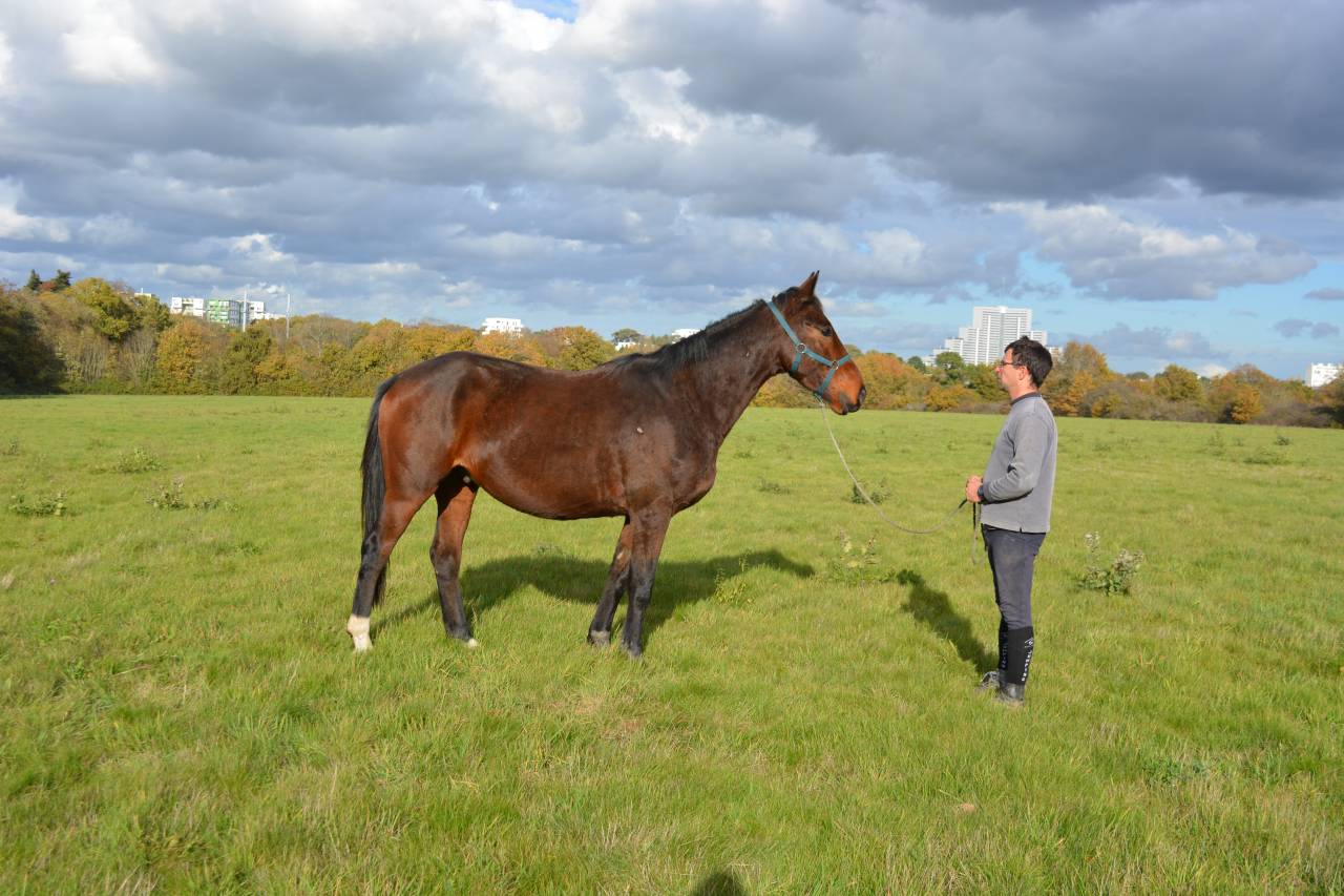 Caballo castrado Silla Francés En venta 2021 Bayo
