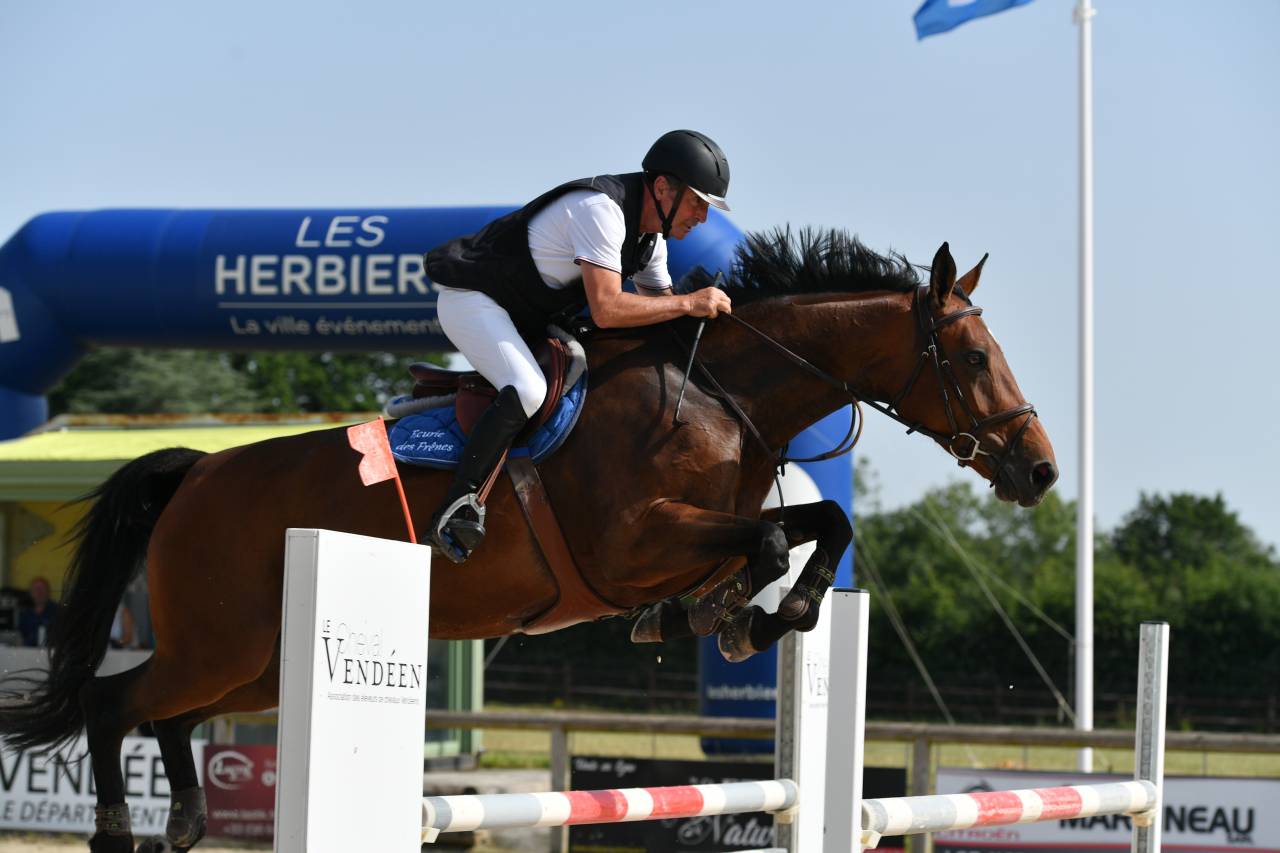 Yegua Silla Francés En venta 2016 Bayo por URANO DE CARTIGNY