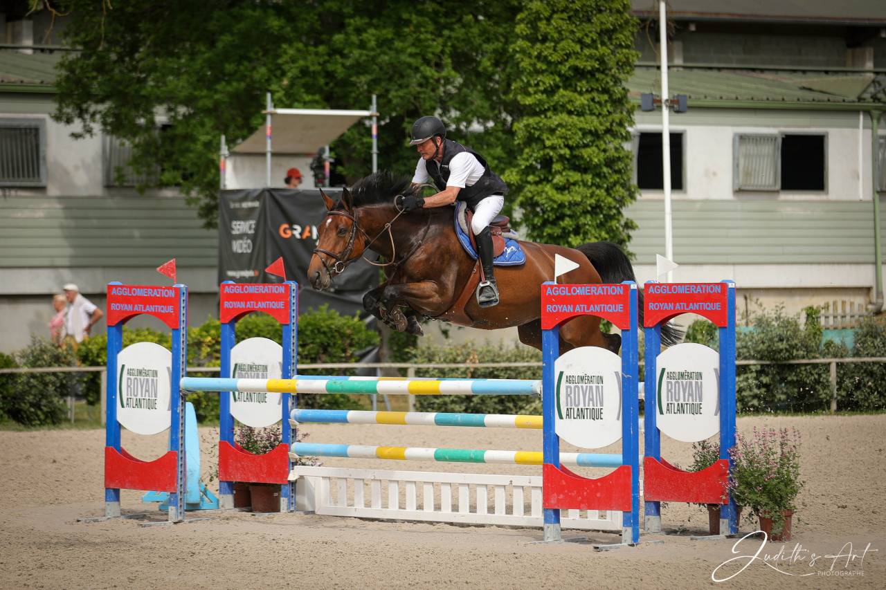 Yegua Silla Francés En venta 2016 Bayo por URANO DE CARTIGNY