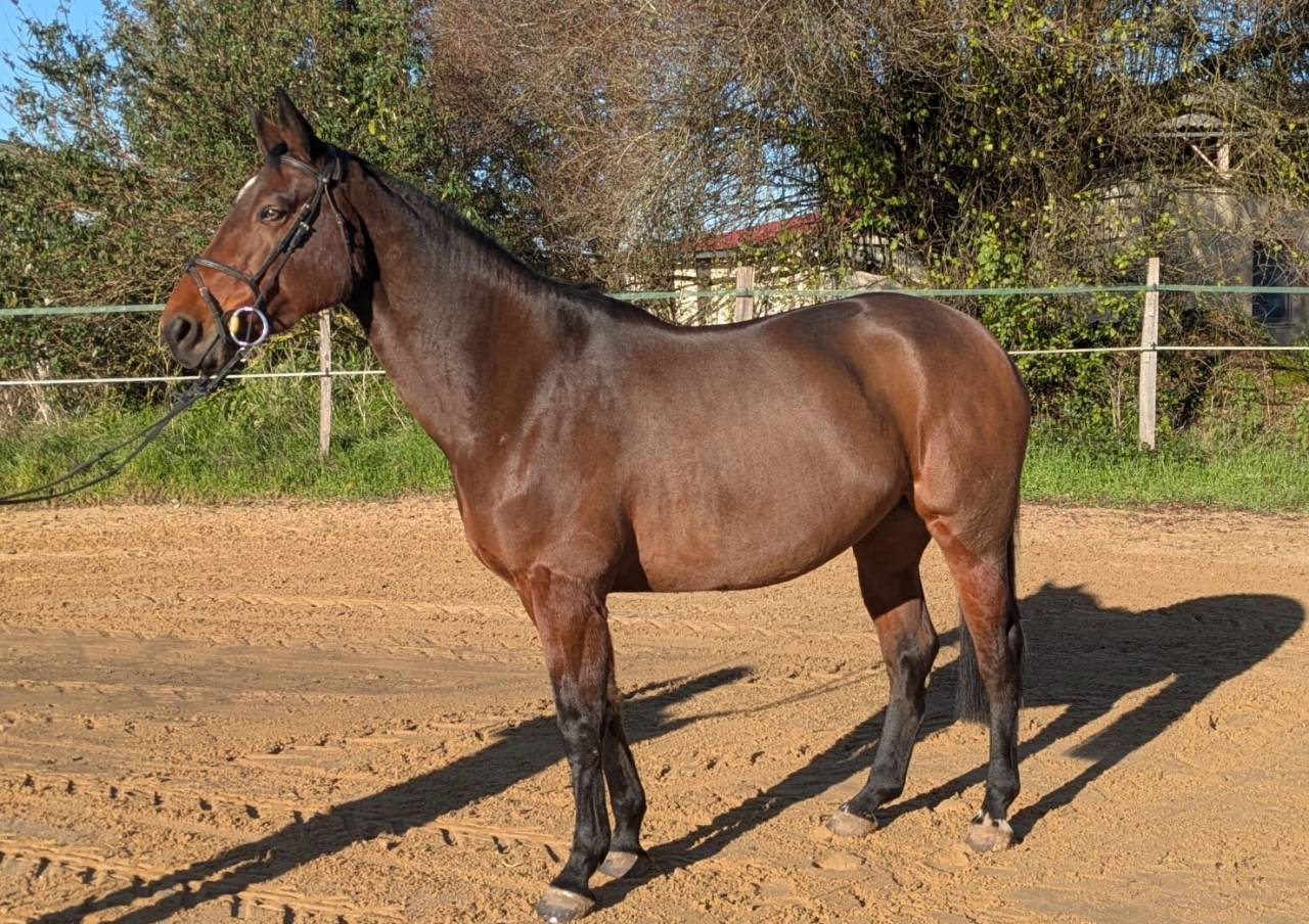 Yegua Silla Francés En venta 2016 Bayo por URANO DE CARTIGNY