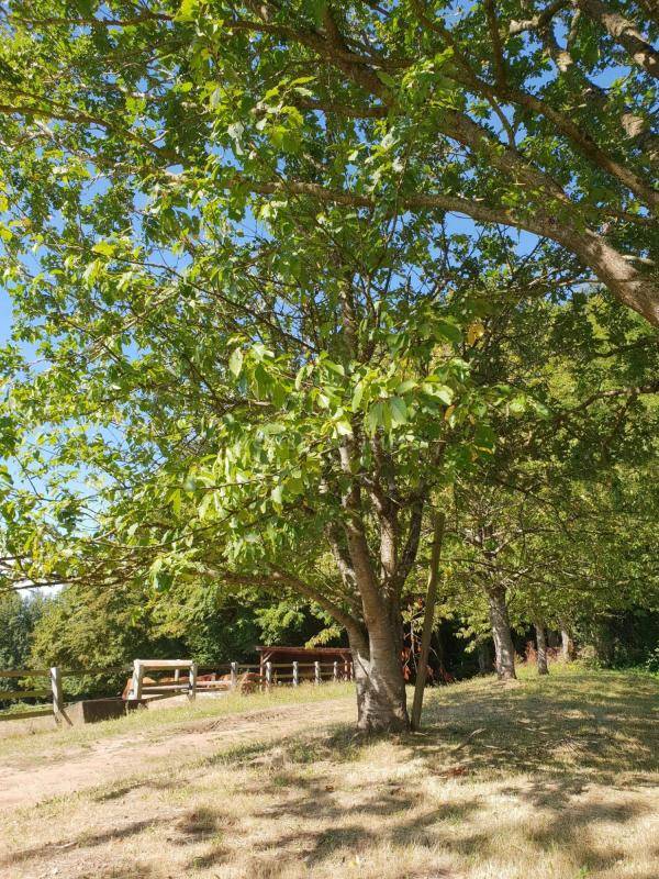 Propiedad ecuestre En venta Orne