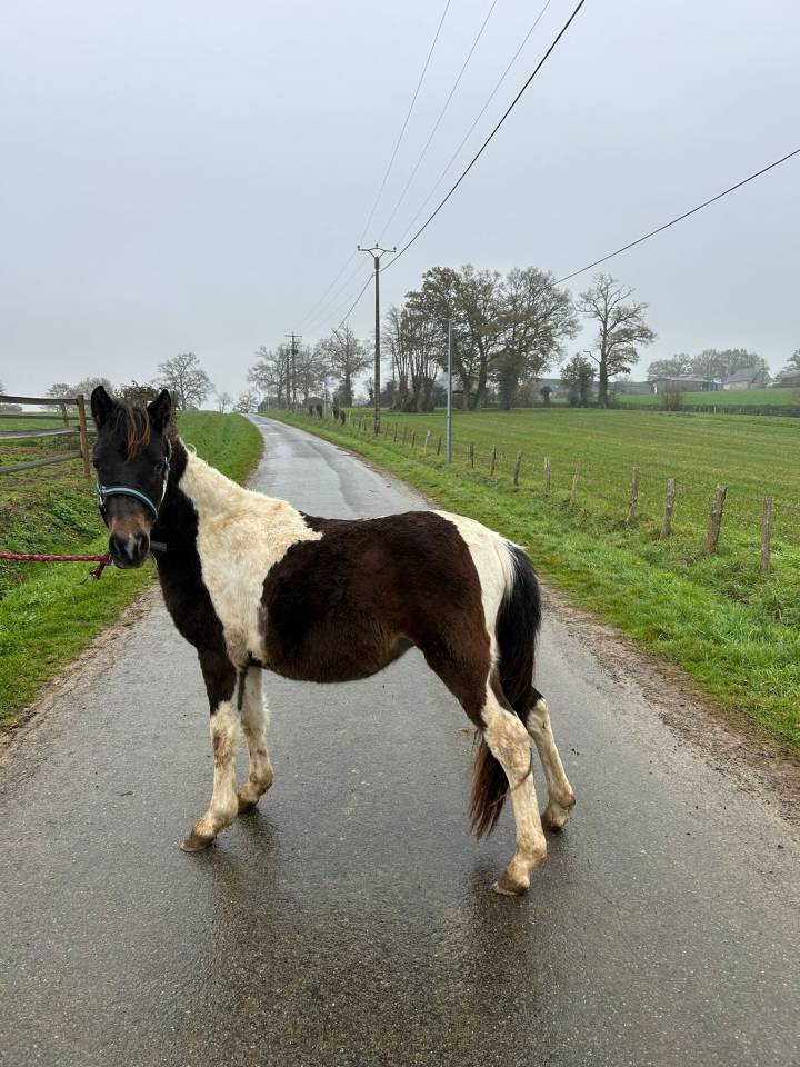 Caballo entero Origine Constatée En venta 2024 Pío