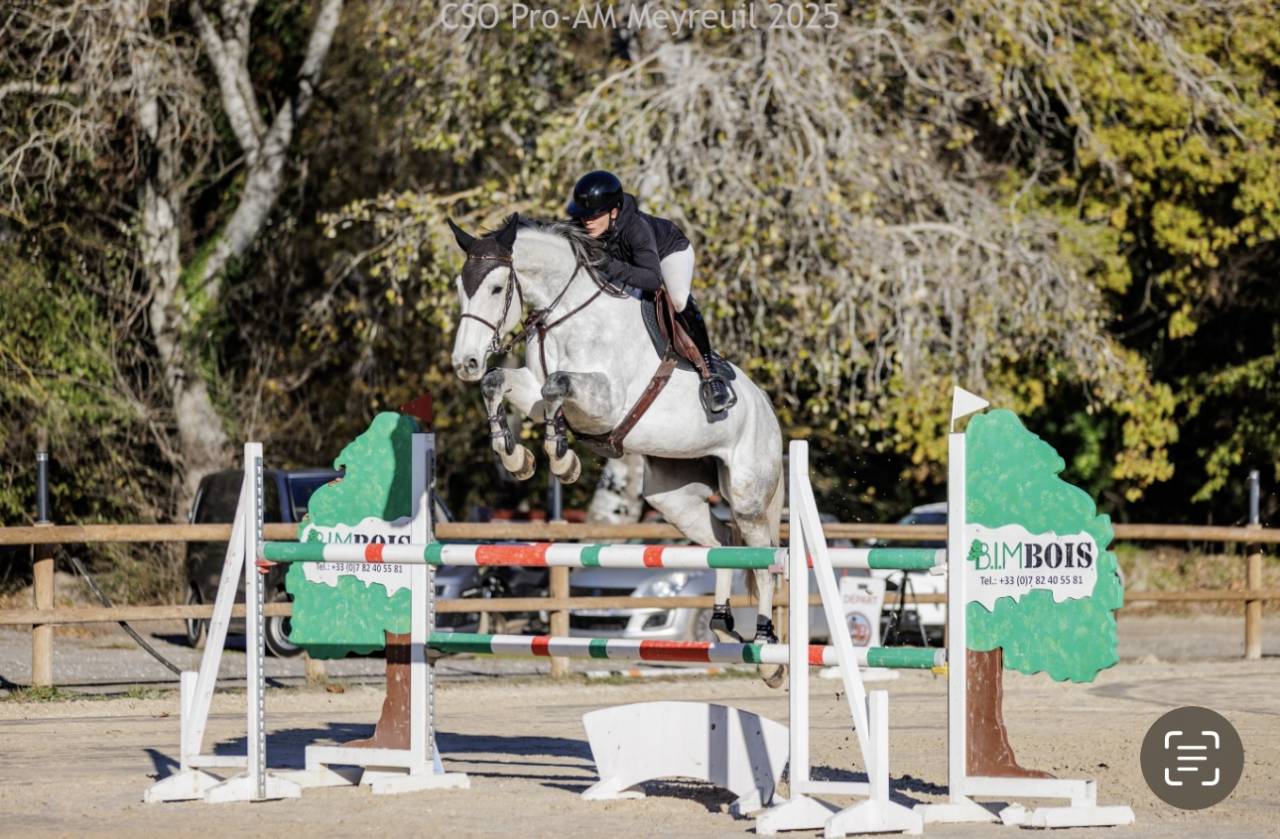 Yegua Silla Francés En venta 2019 Tordo