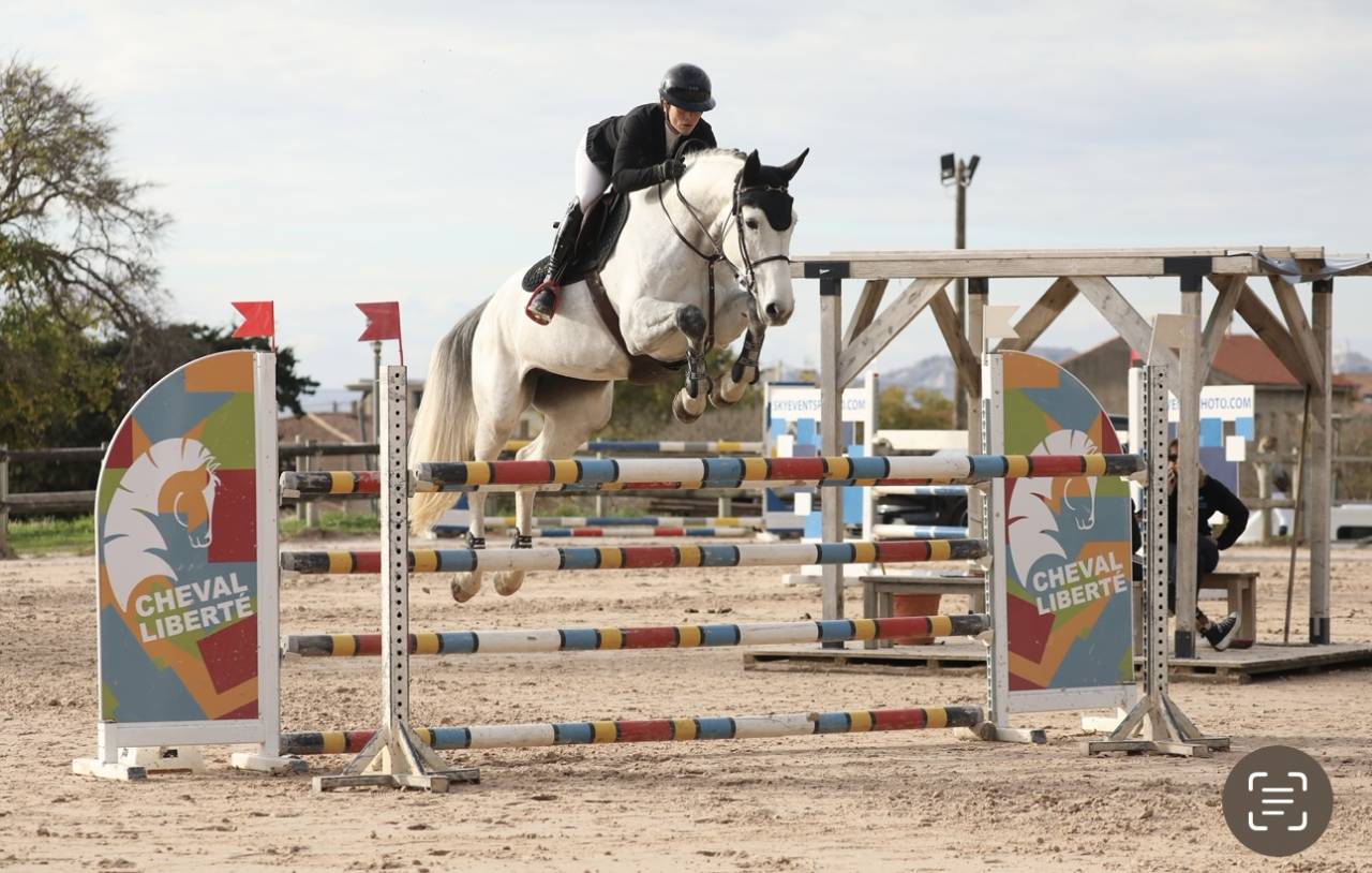 Yegua Silla Francés En venta 2019 Tordo